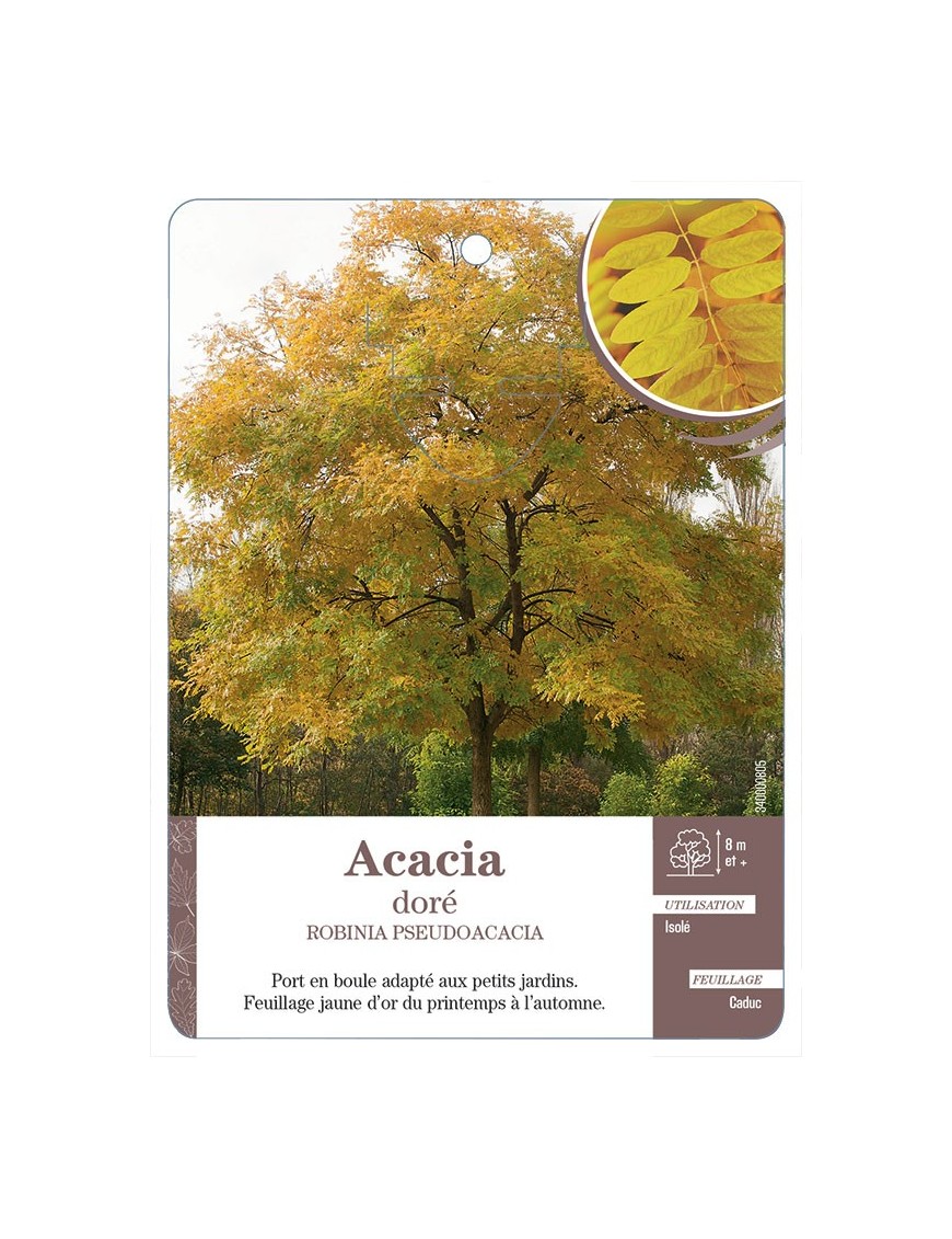 ACACIA DORÉ *