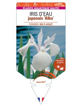 IRIS laevigata Alba voir IRIS D’EAU japonais