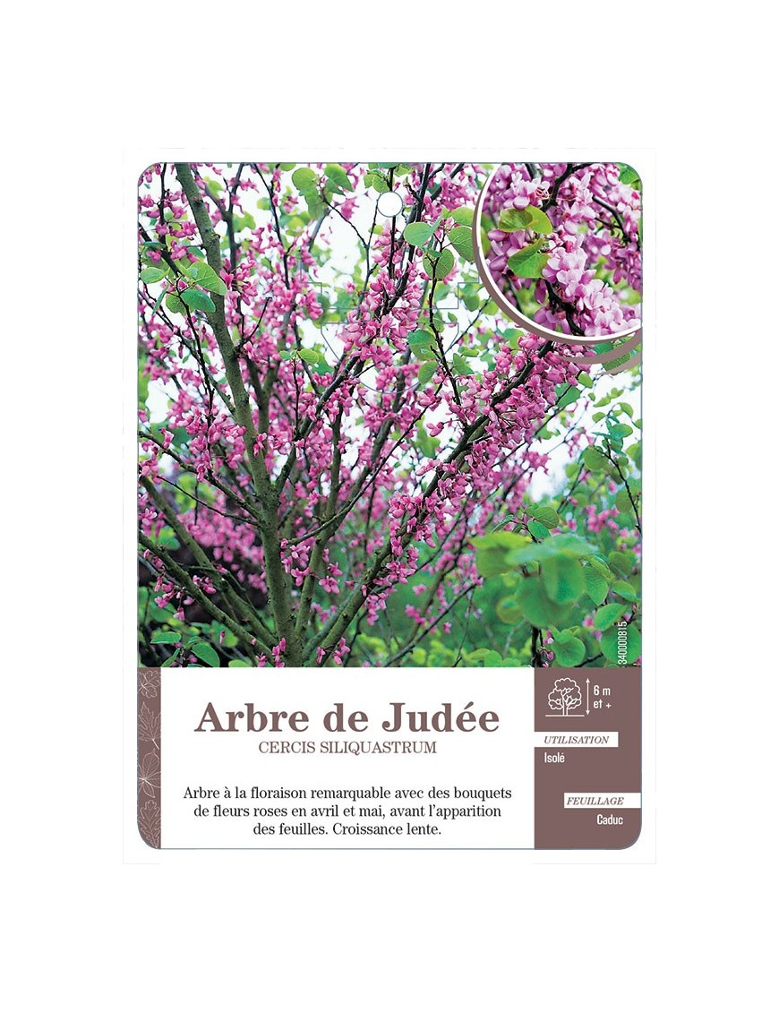 ARBRE DE JUDÉE *