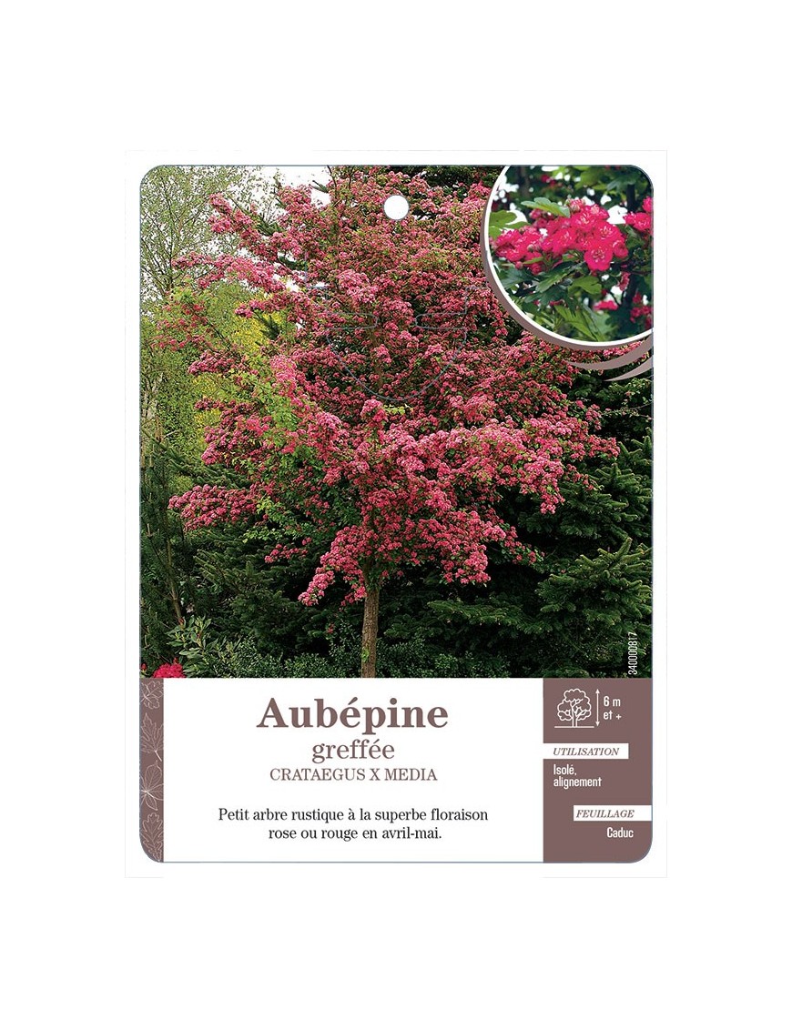 AUBÉPINE GREFFÉE (ROUGE & ROSE) *