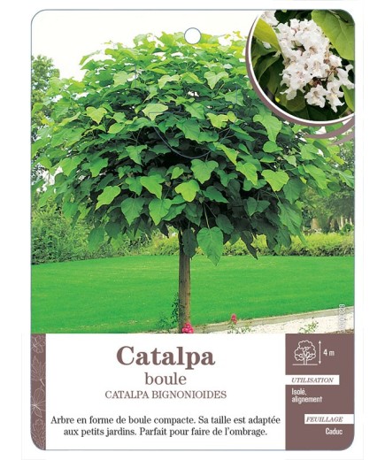 CATALPA BOULE *