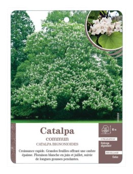 CATALPA COMMUN *