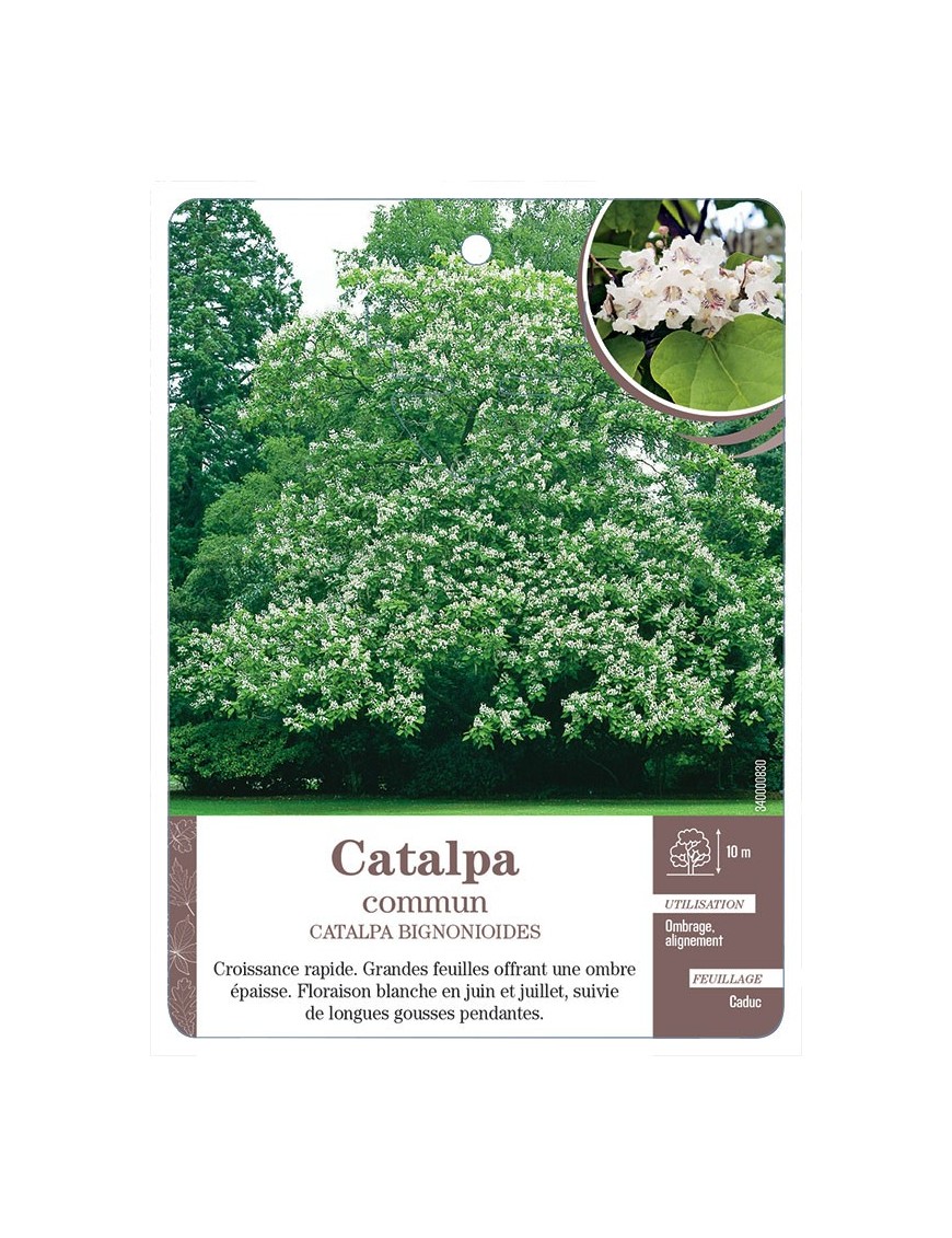 CATALPA COMMUN *