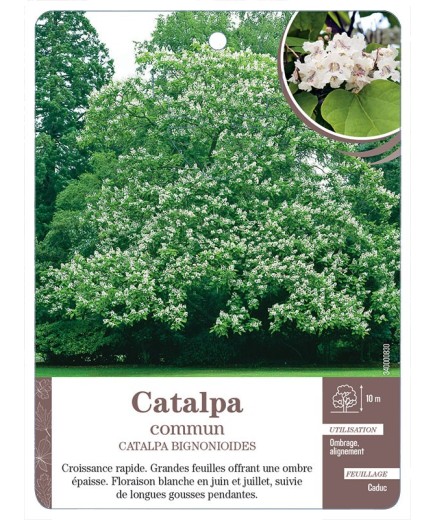 CATALPA COMMUN *