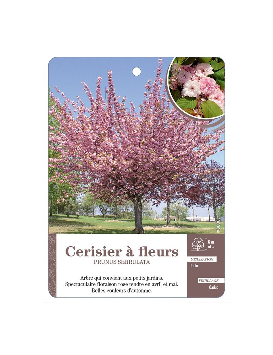 CERISIER À FLEURS *
