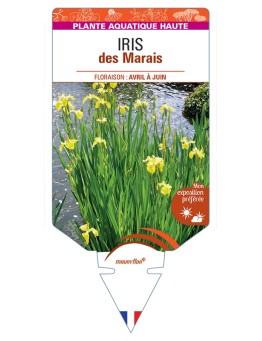 IRIS pseudacorus voir IRIS des Marais