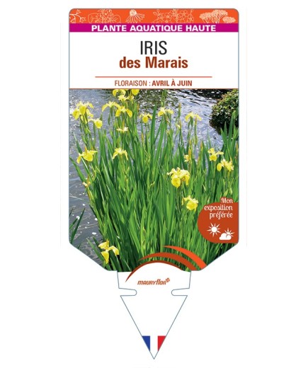 IRIS pseudacorus voir IRIS des Marais