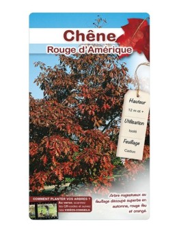 CHÊNE ROUGE D’AMÉRIQUE *