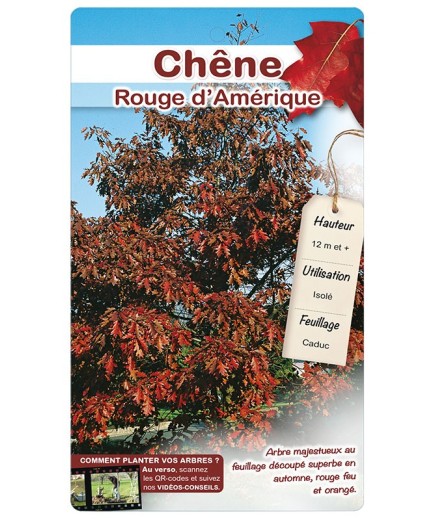 CHÊNE ROUGE D’AMÉRIQUE *
