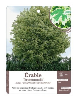 ÉRABLE ‘DRUMMONDII’ *