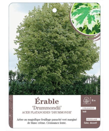 ÉRABLE ‘DRUMMONDII’ *