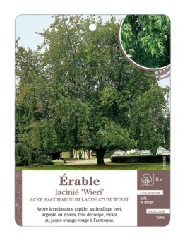 ÉRABLE LACINIÉ ‘WIERI’ *