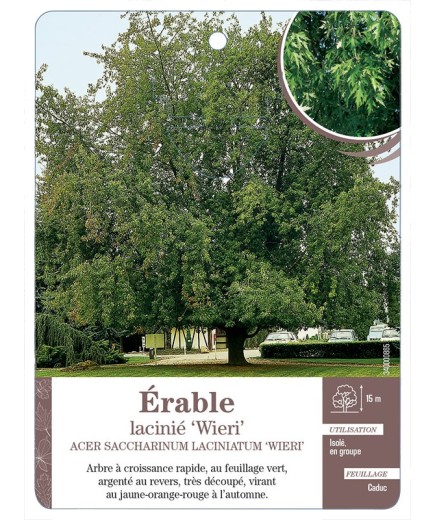 ÉRABLE LACINIÉ ‘WIERI’ *