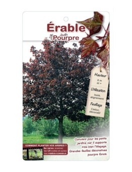 ÉRABLE POURPRE ‘CRIMSON KING’ *