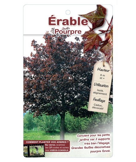 ÉRABLE POURPRE ‘CRIMSON KING’ *