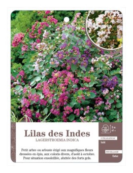 LILAS DES INDES LAGERSTROEMIA INDICA *