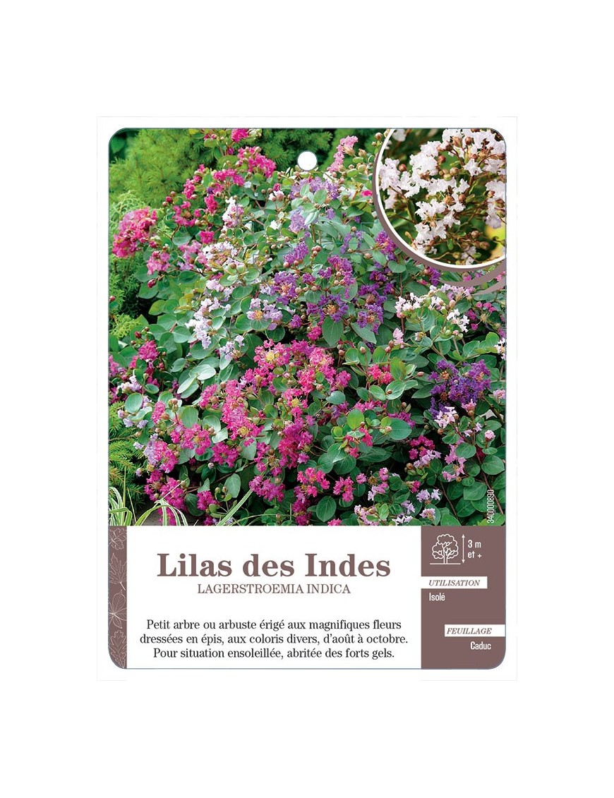 LILAS DES INDES LAGERSTROEMIA INDICA *