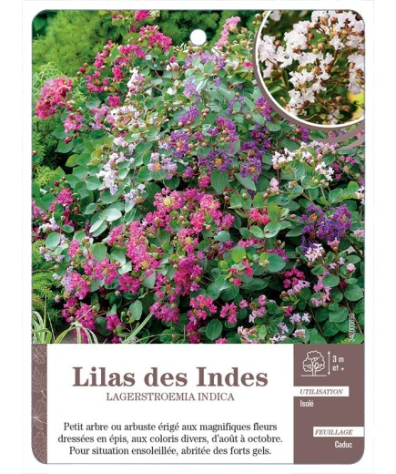 LILAS DES INDES LAGERSTROEMIA INDICA *