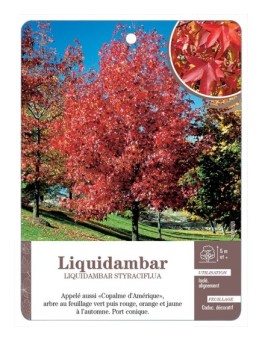 LIQUIDAMBAR STYRACIFLUA