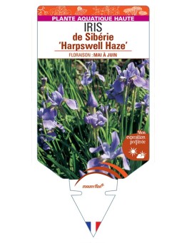 IRIS sibirica Harpswell Haze voir IRIS de Sibérie