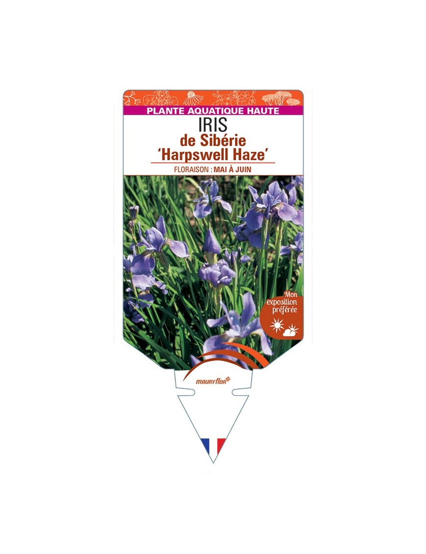 IRIS sibirica Harpswell Haze voir IRIS de Sibérie