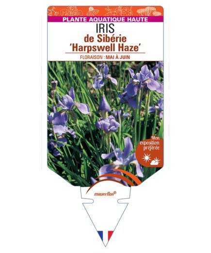 IRIS sibirica Harpswell Haze voir IRIS de Sibérie