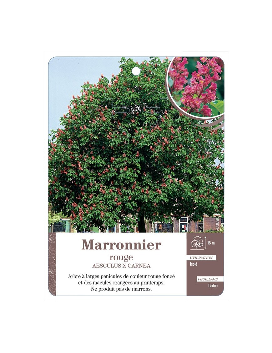 MARRONNIER ROUGE *