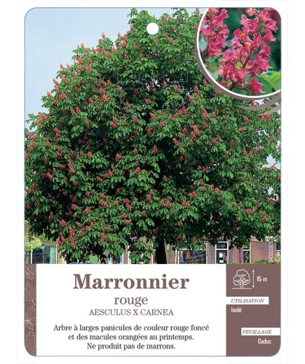 MARRONNIER ROUGE *