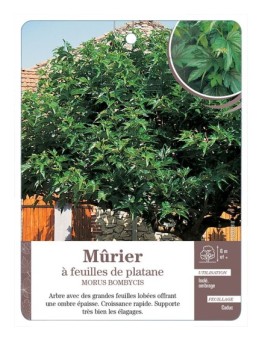 MÛRIER À FEUILLES DE PLATANE