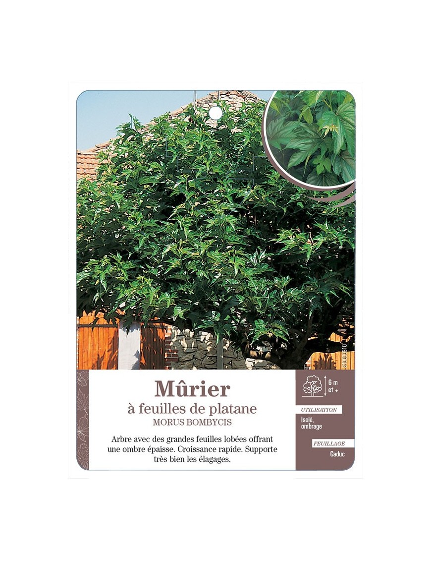 MÛRIER À FEUILLES DE PLATANE