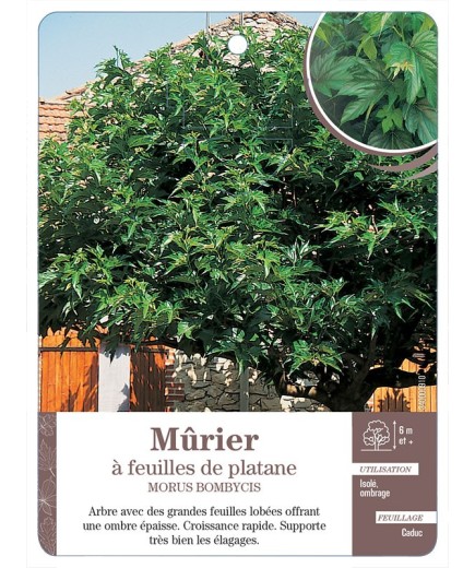 MÛRIER À FEUILLES DE PLATANE