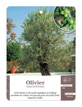 OLIVIER *