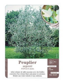 PEUPLIER ARGENTÉ *