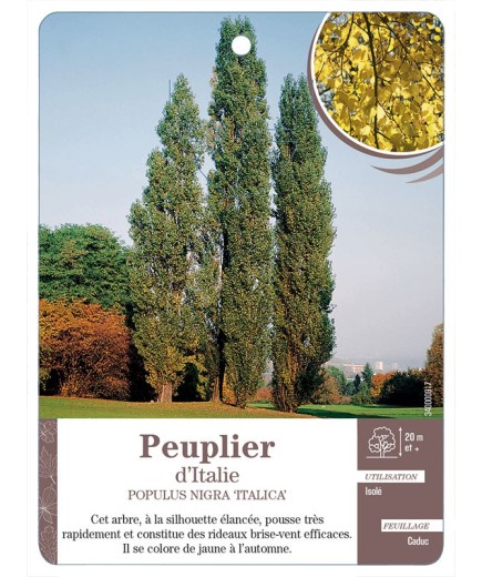 PEUPLIER D’ITALIE *