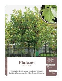 PLATANE *