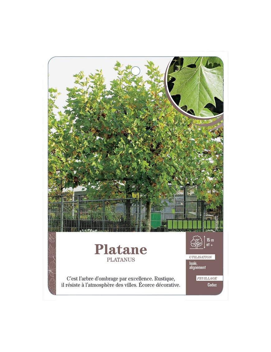 PLATANE *