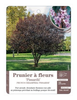 PRUNIER À FLEURS *