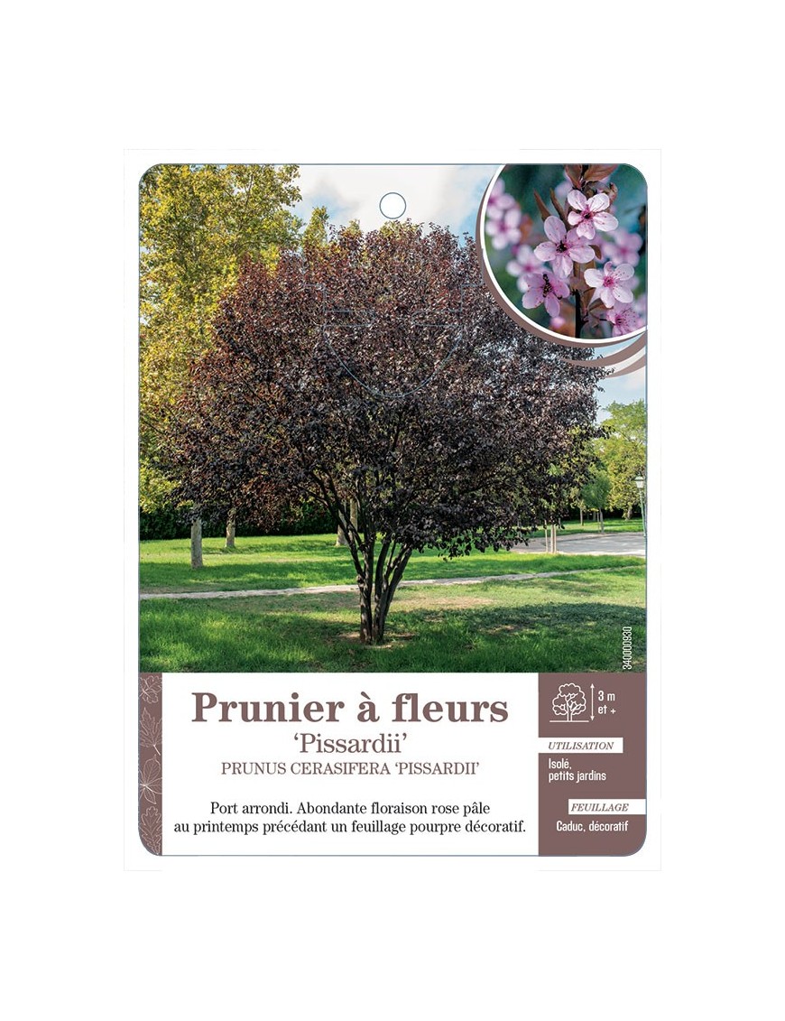 PRUNIER À FLEURS *