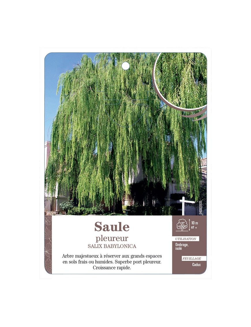 SAULE PLEUREUR *