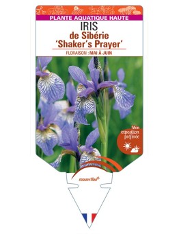 IRIS sibirica Shaker's Prayer voir IRIS de Sibérie