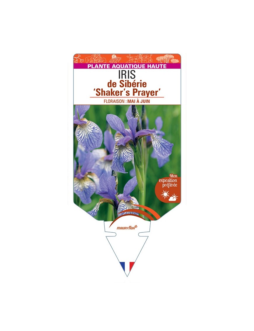IRIS sibirica Shaker's Prayer voir IRIS de Sibérie