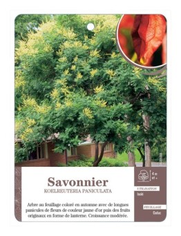 SAVONNIER KOELREUTERIA PANICULATA *