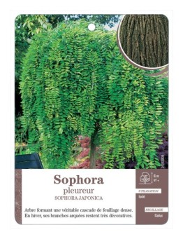SOPHORA PLEUREUR *