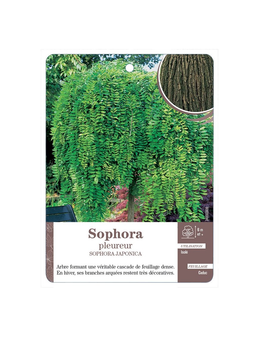 SOPHORA PLEUREUR *