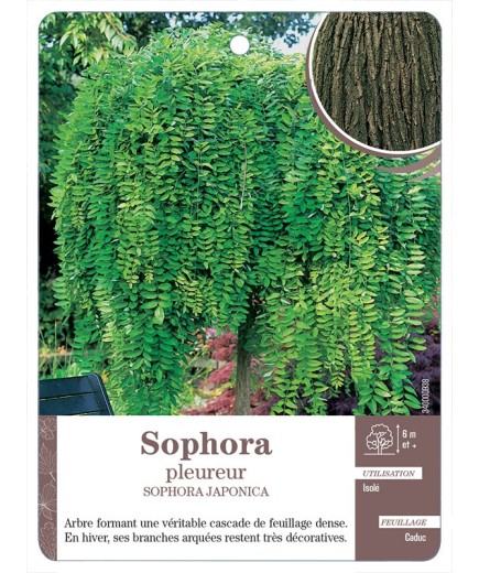 SOPHORA PLEUREUR *