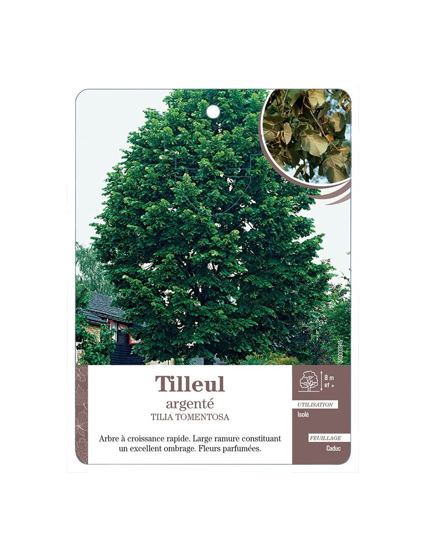 TILLEUL ARGENTÉ *