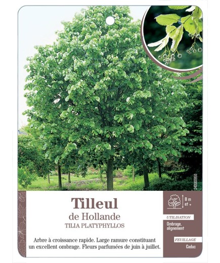 TILLEUL DE HOLLANDE *