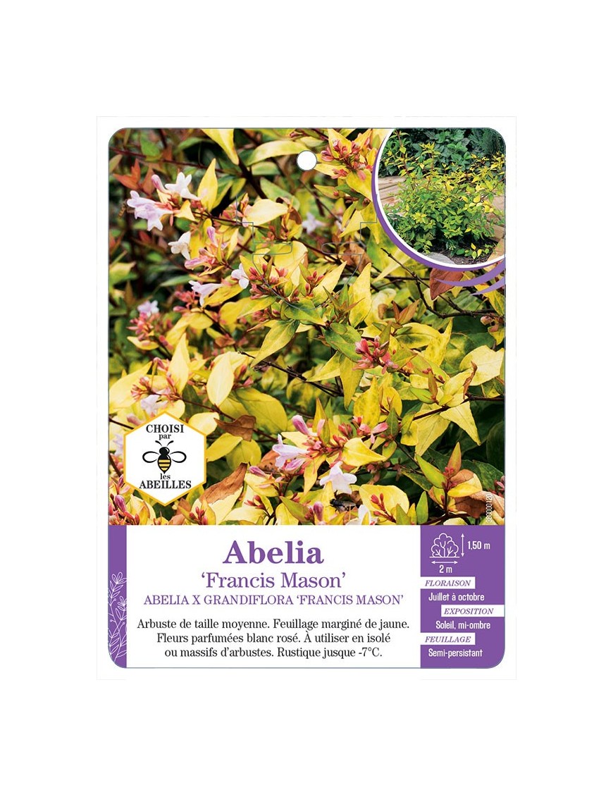 ABELIA X GRANDIFLORA FRANCIS MASON