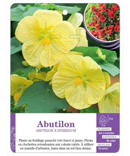 ABUTILON X HYBRIDUM