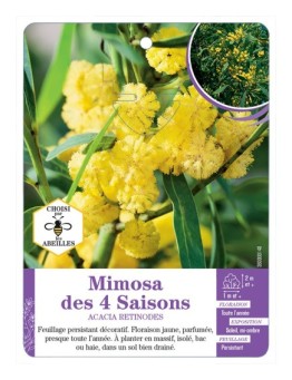 ACACIA RETINODES voir Mimosa des 4 Saisons